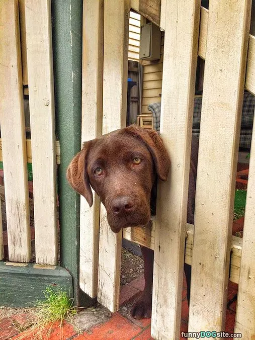 Fence Time