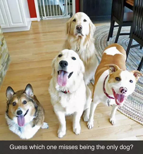 The Only Dog