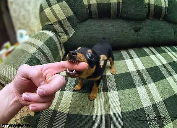 Rarrr