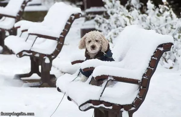 Waiting In The Snow