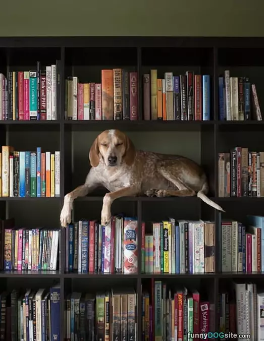 With The Books