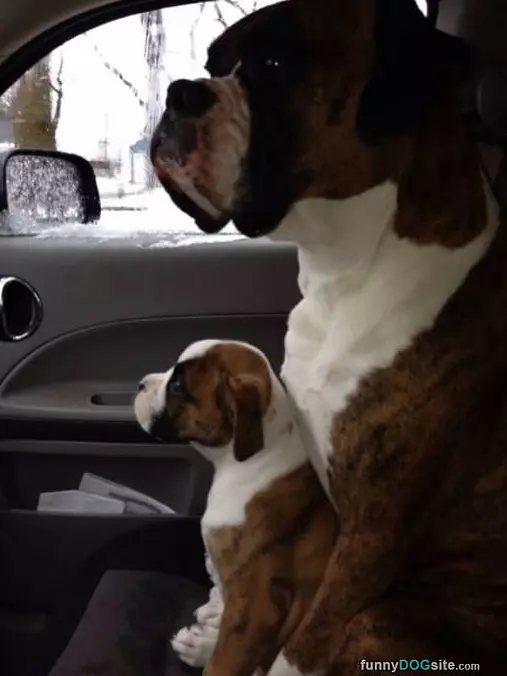 Big And Little Woofers
