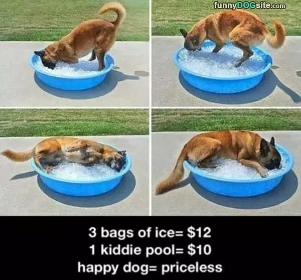 One Happy Dog