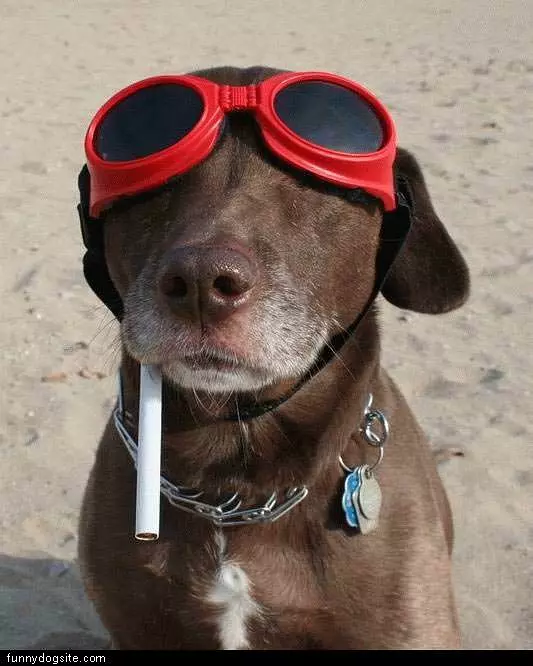 Brown Dog With Cig