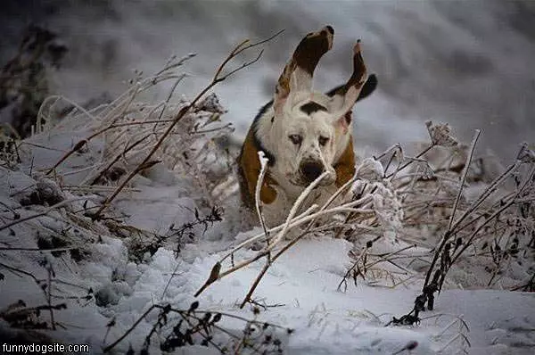 Hunter