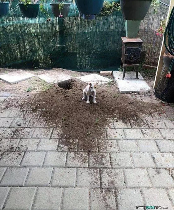 Dug This Hole