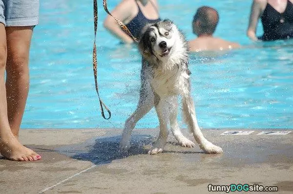 Shake It Off
