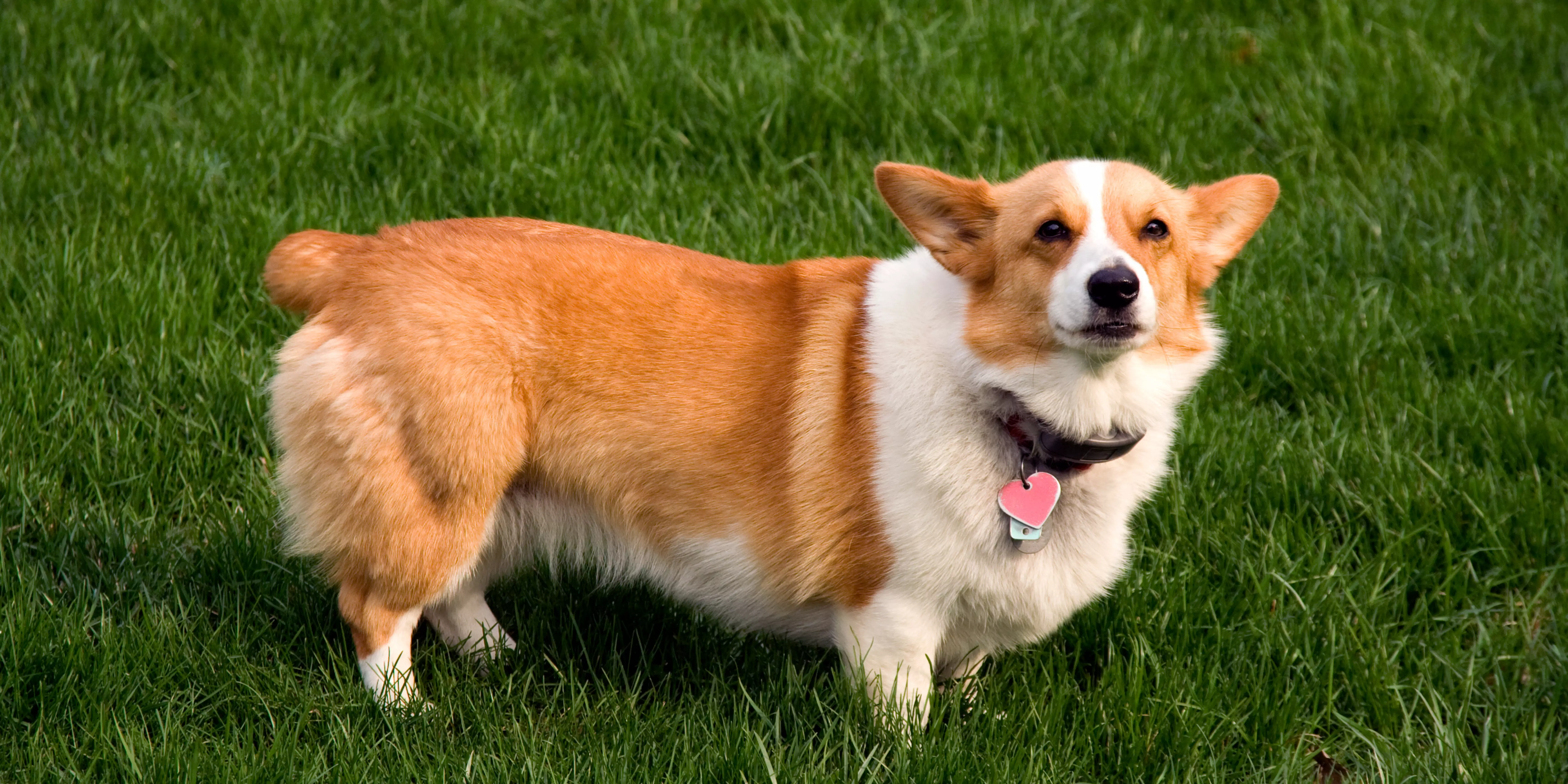 Pembroke Welsh Corgi