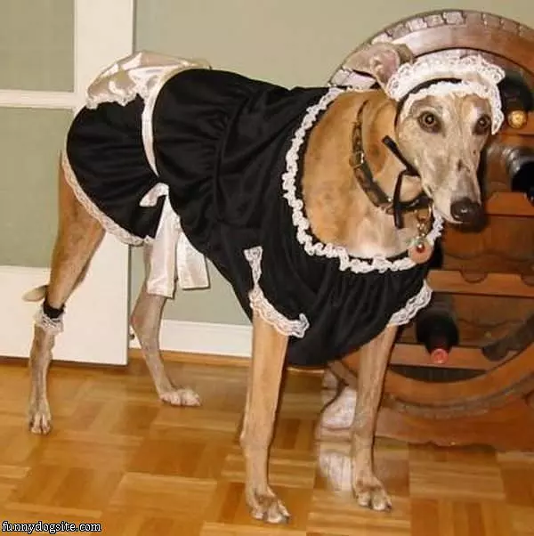 The Maid