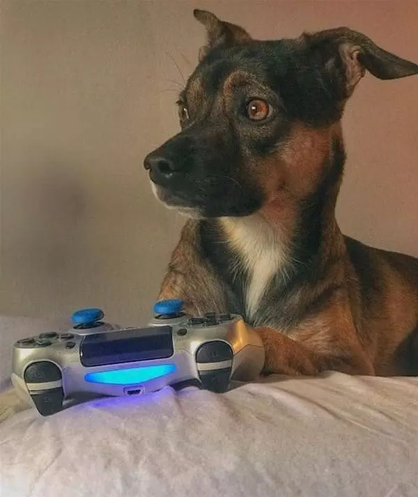Gamer Dog
