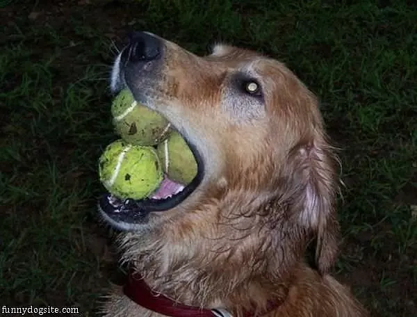3 Ball Fetch