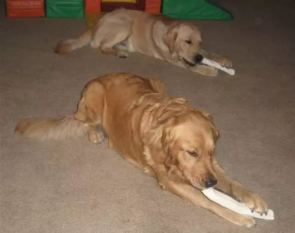 Bad To The Bone