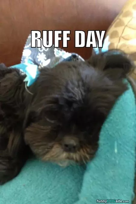 Ruff Day