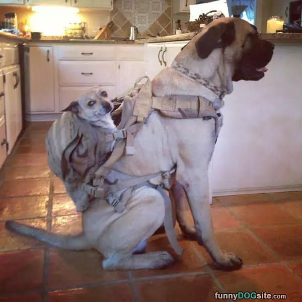 Going For A Ride