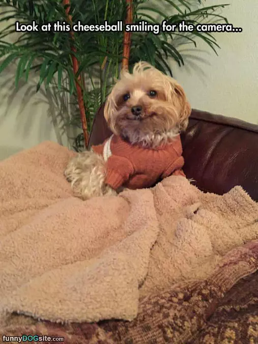 Smiling Dog