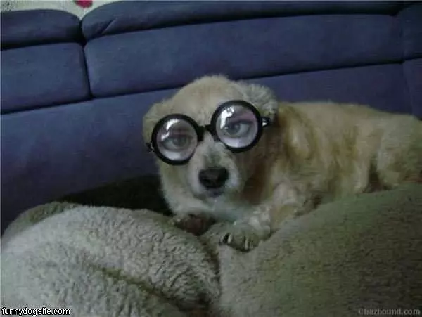 Nice Glasses