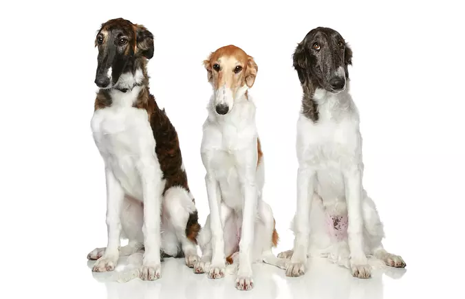 Borzoi Family