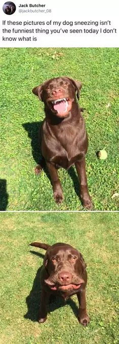 Pictures Of A Dog Sneezing