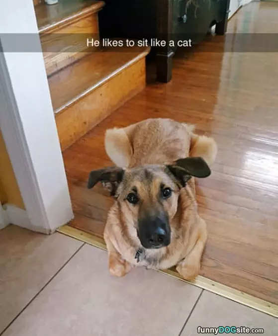 Sit Like A Cat