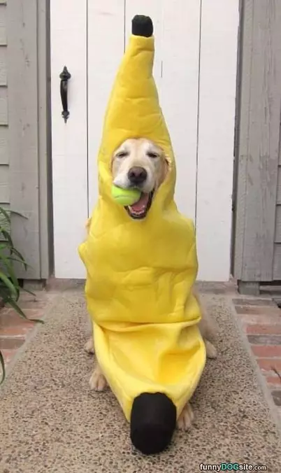 Banana Dog