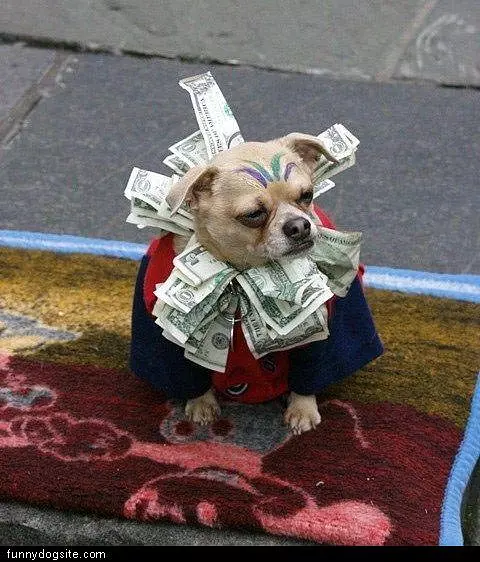 Money Bags Dog