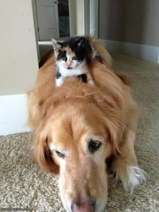 Can I Move Yet