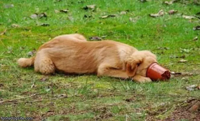 Loves That Pot
