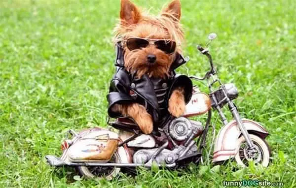 Bad To The Bone