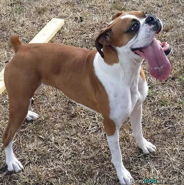 Big Dog Tongue