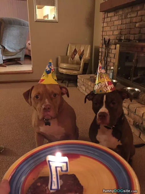 Dog Hat