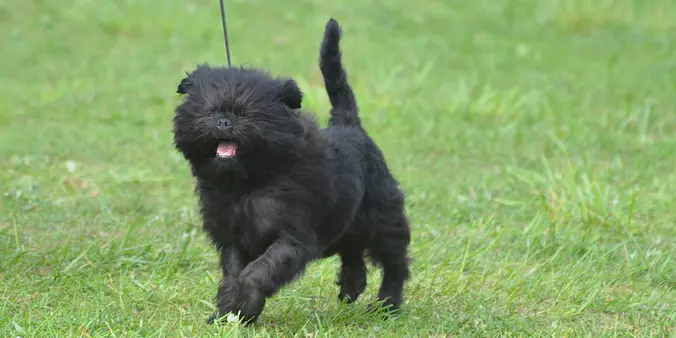 Affenpinscher Running