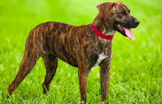 Treeing Tennessee Brindle s...