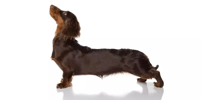 Dachshund
