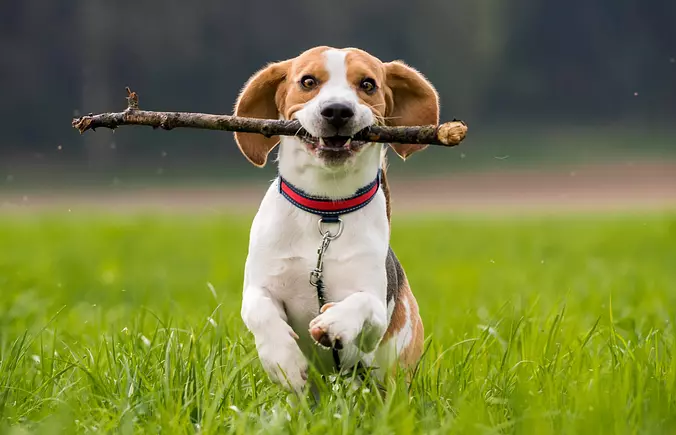 Beagle running