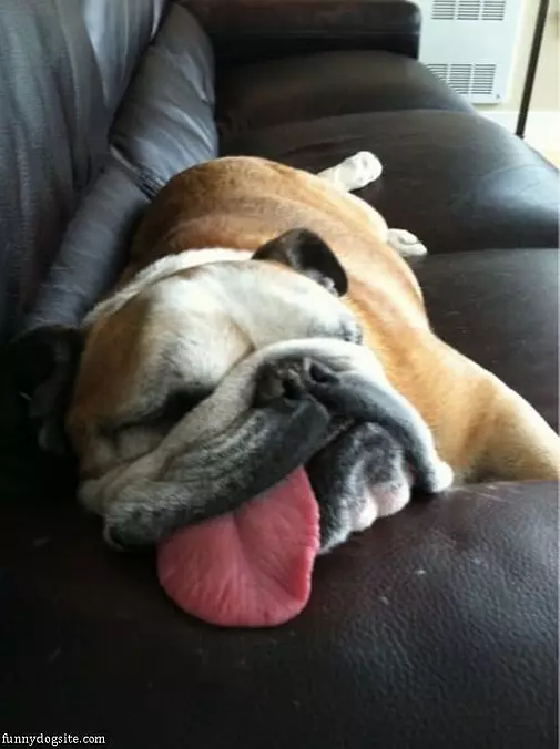 The Tongue Out Sleeper