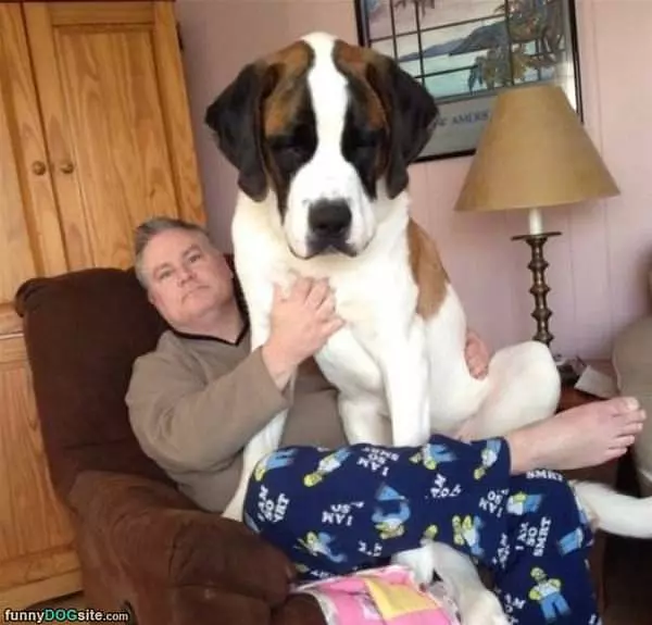 Backpack Dog