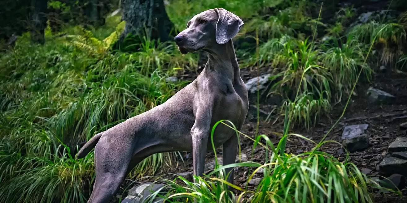 Weimaraner Dog in the Forest