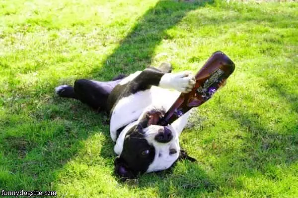 Nom Nom Beer