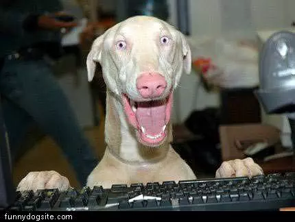 This Dog Loves Computers