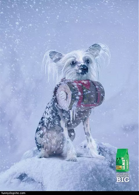 Iams Dog