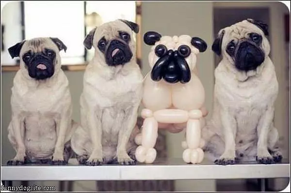 Pug Balloon