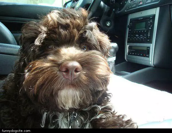 Fluffy Face