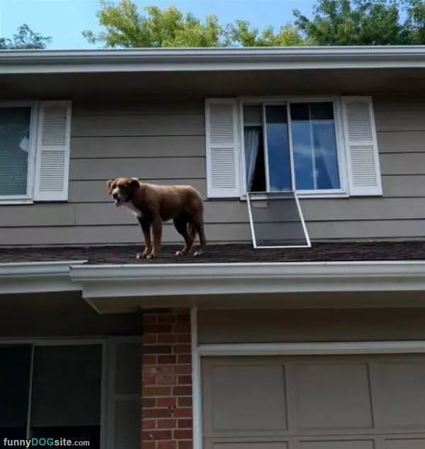 I Wanted Out
