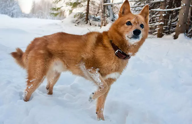 Finnish Spitz walking
