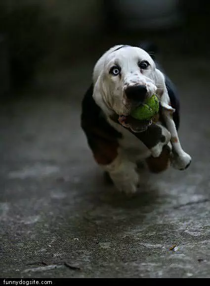 Funny Fetch