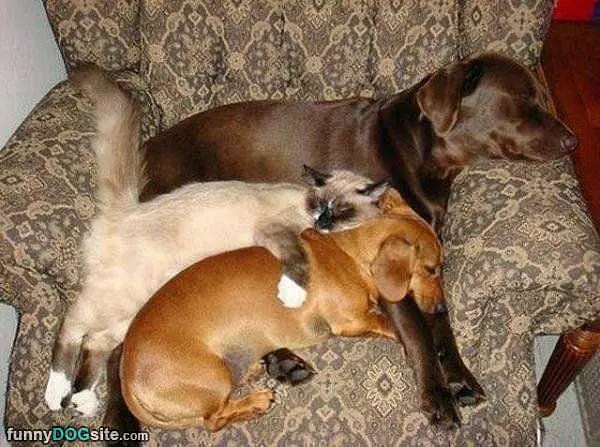 An Amazing Place To Nap