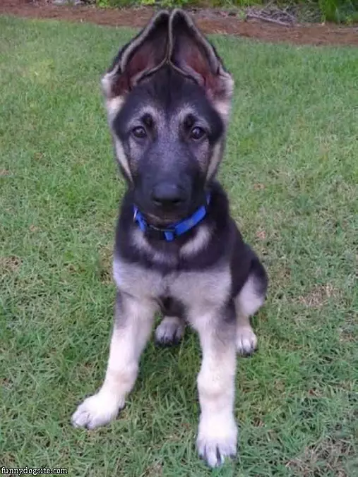Floppy Ears