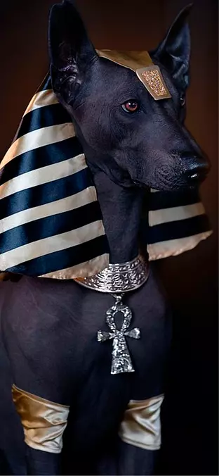 Xoloitzcuintli Pharaon