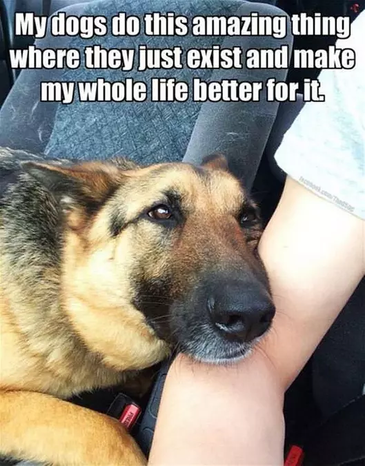 My Dogs Do This Amazing Thing
