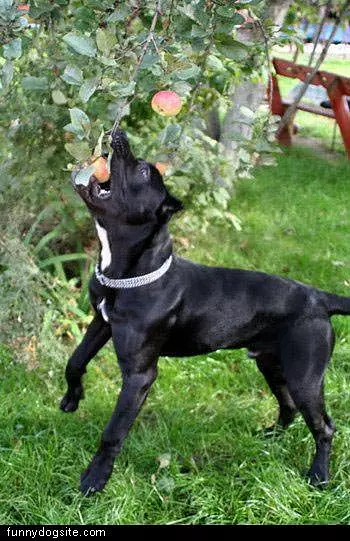 Apples Dog